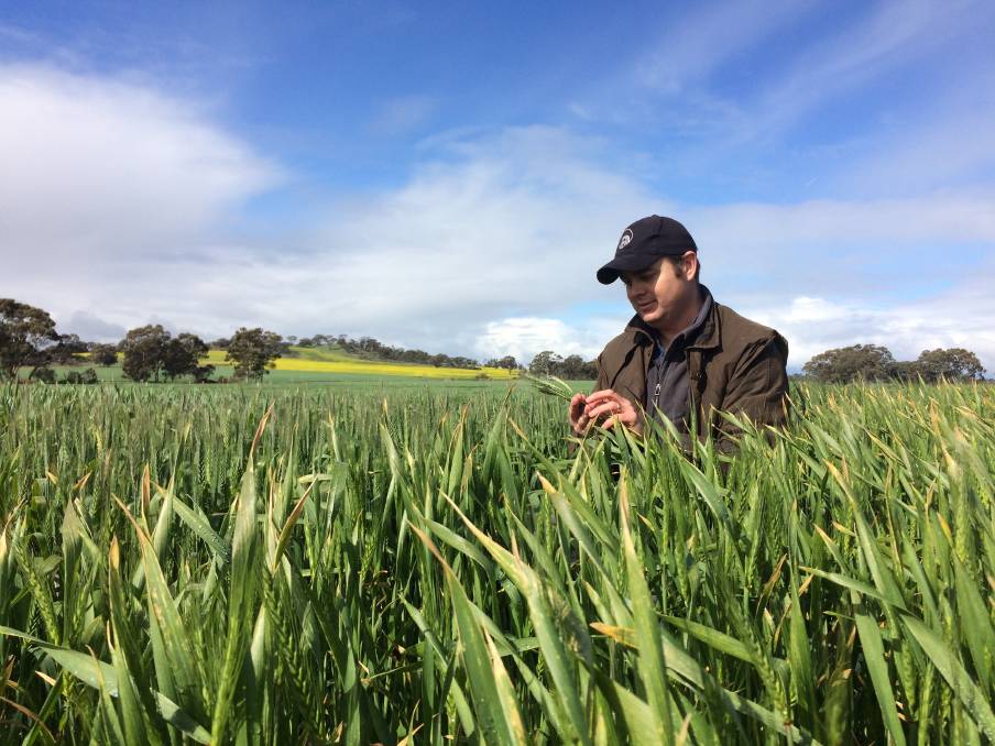 Frost Management & Grain Growers: Tips for a Successful Harvest