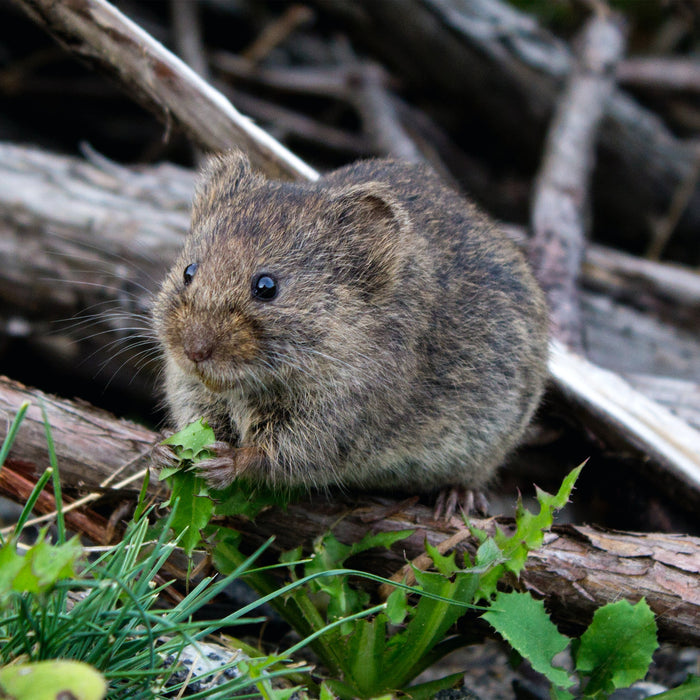 Controlling The Plague Of Mice with Mouse Bait